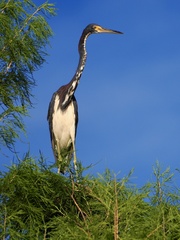 Egretta tricolor