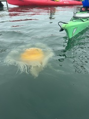 Phacellophora camtschatica