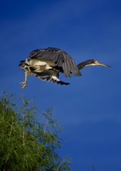 Egretta tricolor