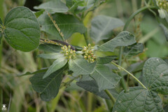 Euphorbia heterophylla