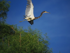 Egretta tricolor