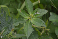 Euphorbia heterophylla