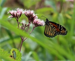 Eutrochium maculatum