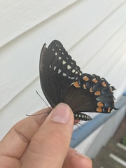 Papilio troilus