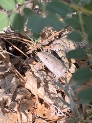 Elgaria multicarinata