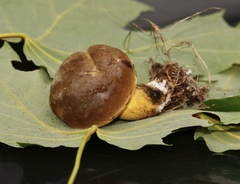 Boletaceae