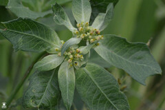 Euphorbia heterophylla