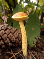 Aureoboletus betula