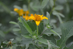 Sclerocarpus divaricatus