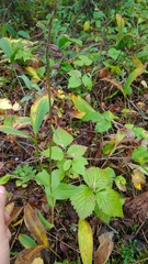 Epipactis atrorubens