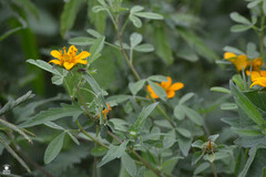 Sclerocarpus divaricatus