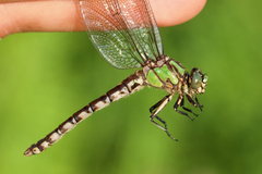 Ophiogomphus colubrinus
