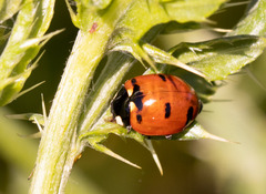 Coccinella transversoguttata
