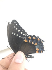 Papilio troilus