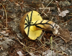 Boletaceae