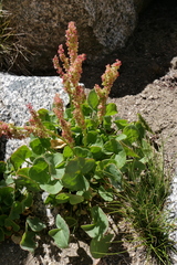 Oxyria digyna