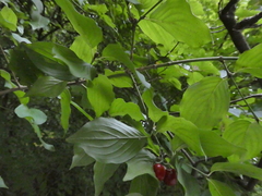 Cornus mas