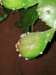 Megafreya sutrix