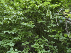 Cornus mas