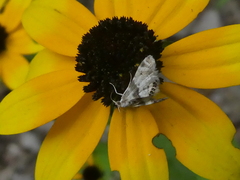 Petrophila fulicalis