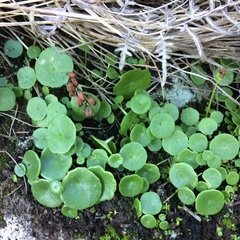 Umbilicus rupestris