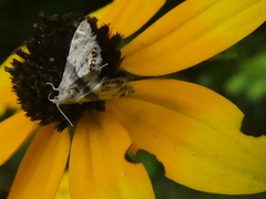 Petrophila fulicalis