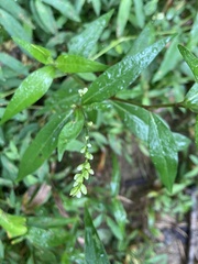 Persicaria hydropiper