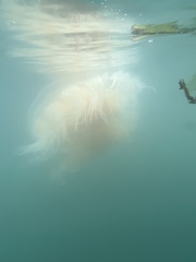 Phacellophora camtschatica