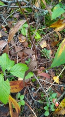 Epipactis atrorubens