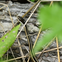 Thamnophis saurita