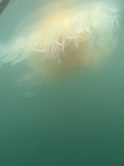 Phacellophora camtschatica