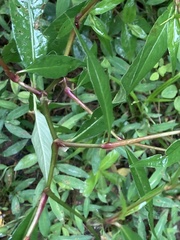 Persicaria hydropiper