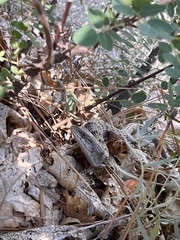 Elgaria multicarinata