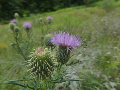 Cirsium discolor