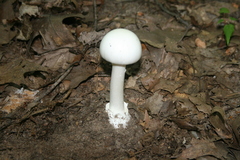Phalloideae
