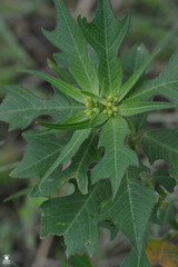 Euphorbia heterophylla