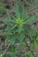 Euphorbia heterophylla