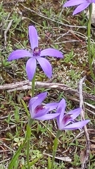 Pheladenia deformis