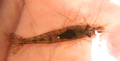 Caridina togoensis