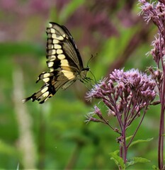 Eutrochium maculatum
