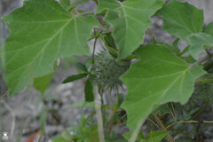 Datura discolor