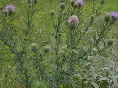 Cirsium discolor