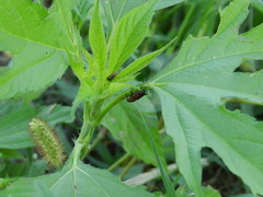 Rhodobaenus quinquepunctatus