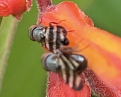 Ulidiidae