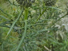Cirsium discolor