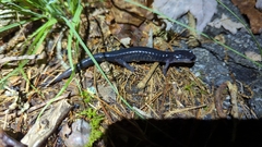 Plethodon