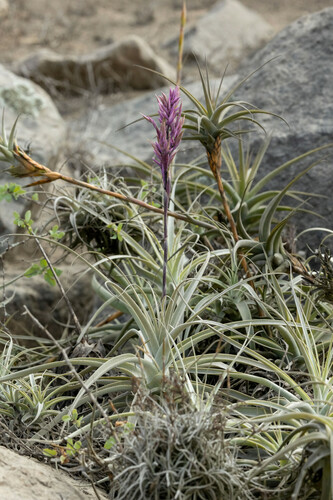 Tillandsia purpurea (Tillandsia purpurea)