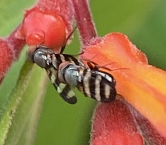 Ulidiidae
