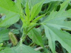 Rhodobaenus quinquepunctatus