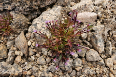 Epilobium anagallidifolium